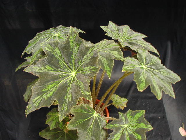 B. ‘Opal Hawkins’